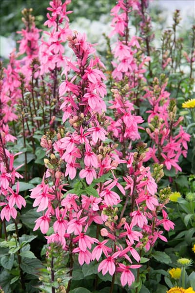 Lobelia x speciosa Salmon