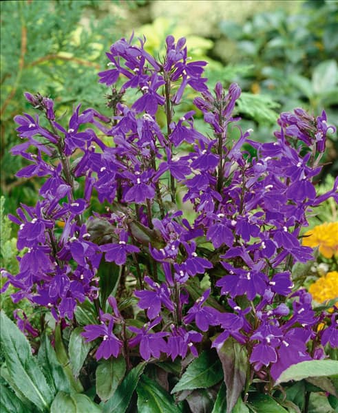 Lobelia x speciosa Fan Blue