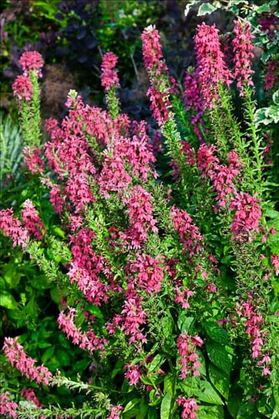 Lobelia x speciosa Monet Moment