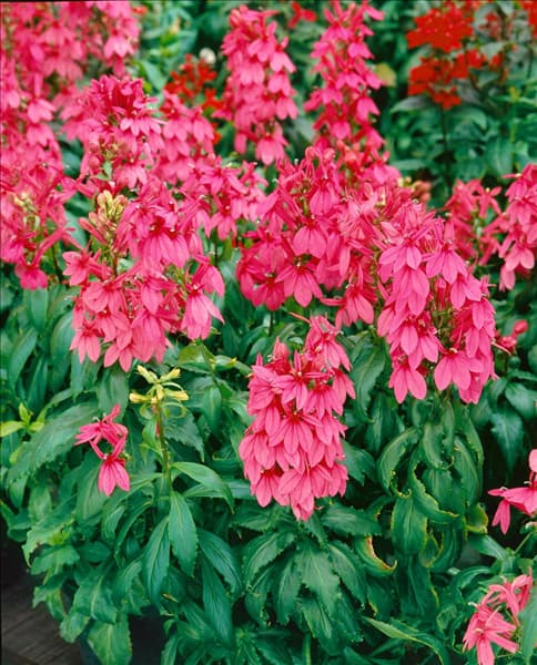Lobelia x speciosa Fan Deep Rose