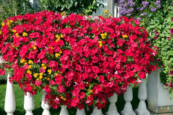 Blumenkisterl mit Petunia rot und Lantana