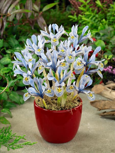 Iris histrioides Katharina Hodgkin in pot