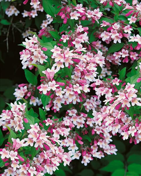 KOLKWITZIA AMABILIS
