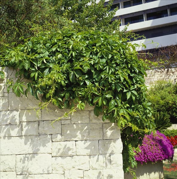 PARTHENOCISSUS QUINQUEFOLIA