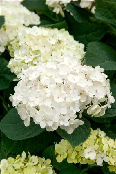 Hydrangea The Bride