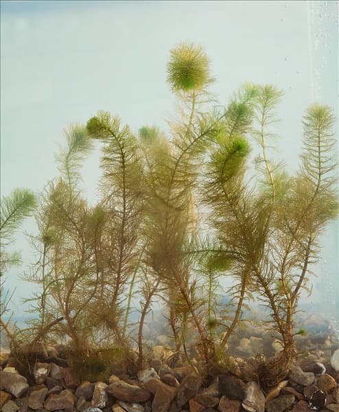 Myriophyllum verticillatum