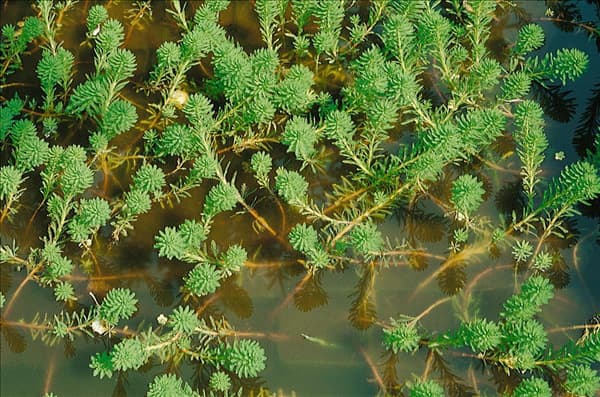 Myriophyllum verticillatum