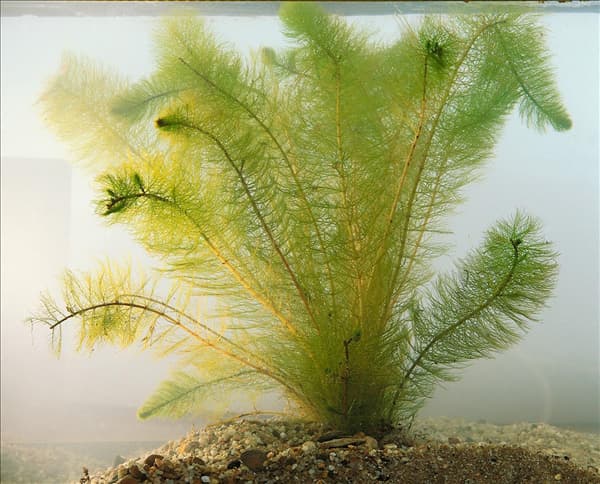 MYRIOPHYLLUM VERTICILLATUM
