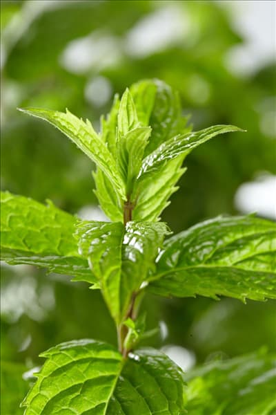 Mentha suaveolens