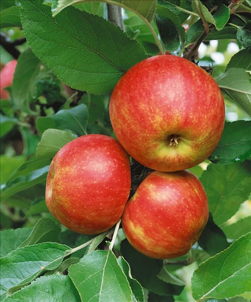 Apfel / Malus domestica Elstar