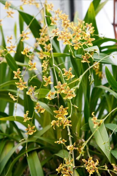 Oncidium, gelb