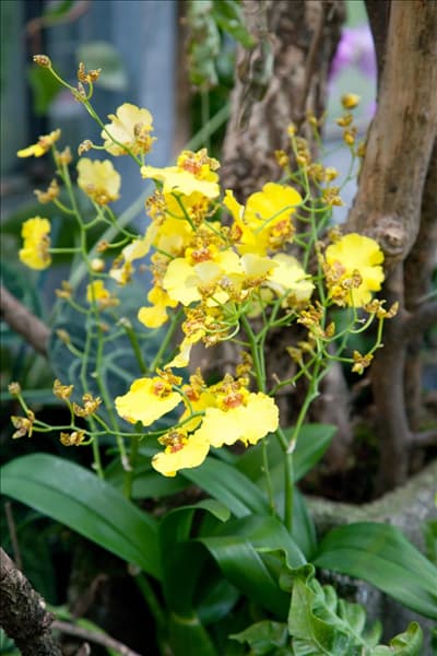Oncidium, gelb