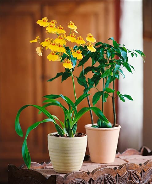 ONCIDIUM varicosum yellow
