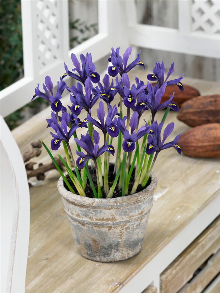Iris reticulata Pixie imTopf