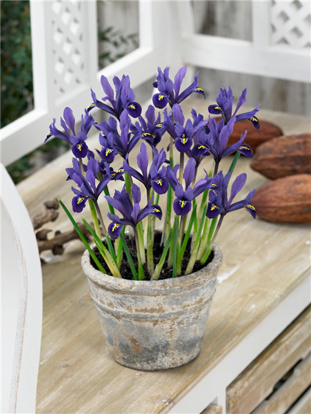 Iris reticulata Pixie imTopf