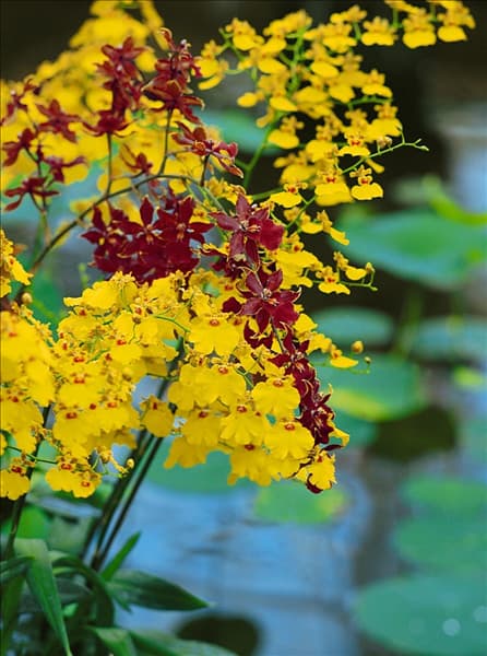 Oncidium Grower Ramsey