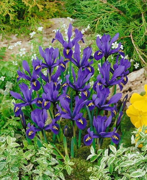 Iris reticulata Pixie