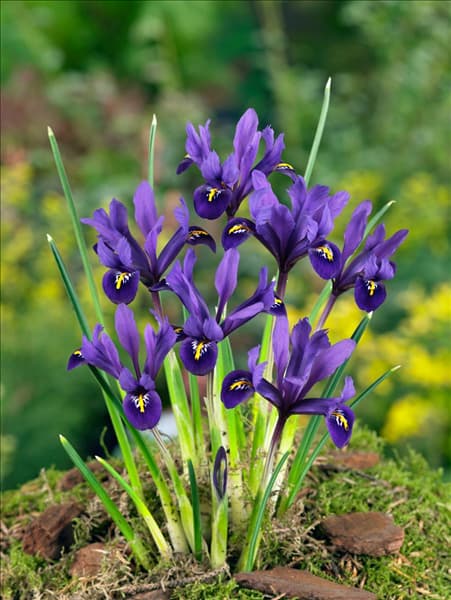 Iris reticulata Pixie