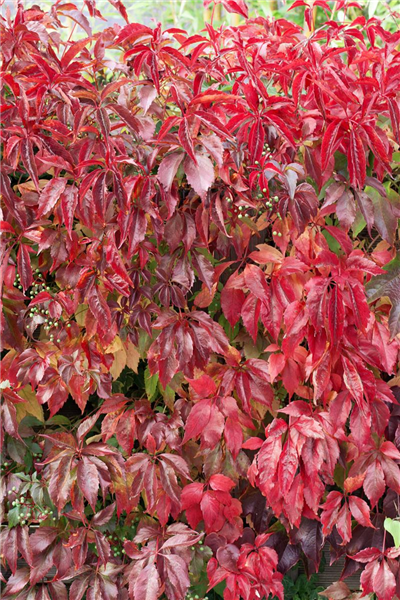 Parthenocissus quinquefolia var. engelmannii