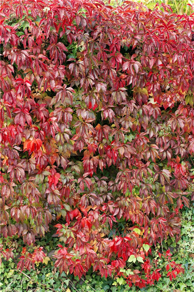 Parthenocissus quinquefolia var. engelmannii
