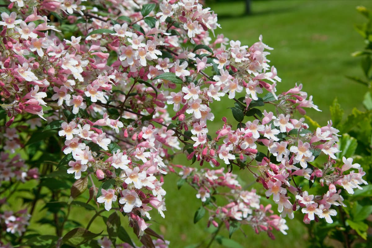 Kolkwitzia amabilis Pink Cloud