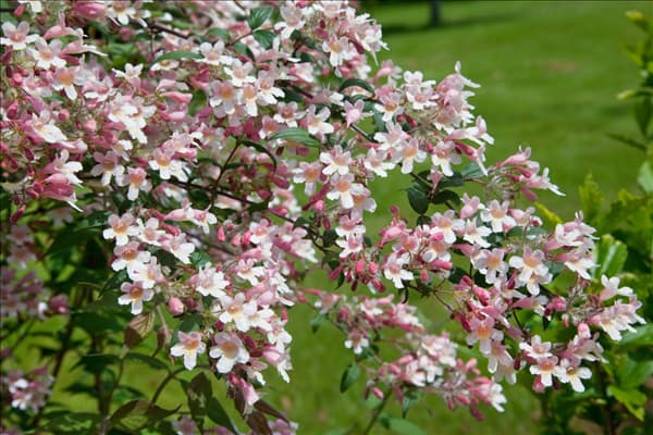 Kolkwitzia amabilis Pink Cloud