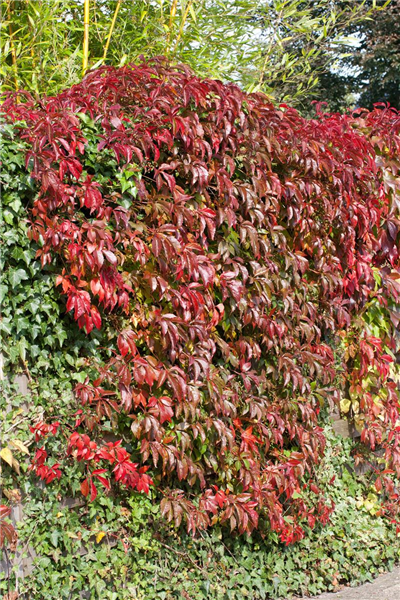 Parthenocissus quinquefolia var. engelmannii