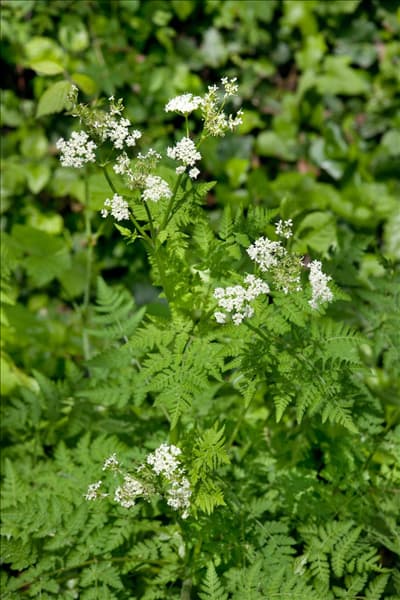 Myrrhis odorata