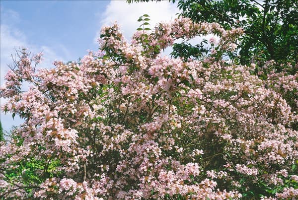 Kolkwitzia amabilis Pink Cloud