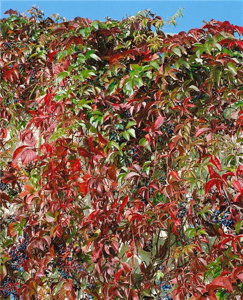 Parthenocissus quinquefolia var. engelmannii