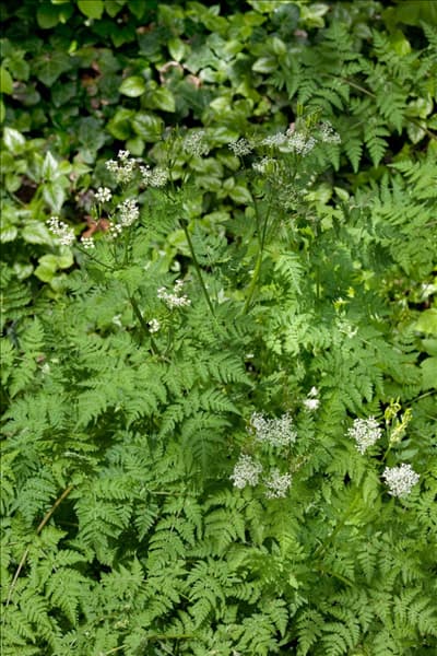 Myrrhis odorata