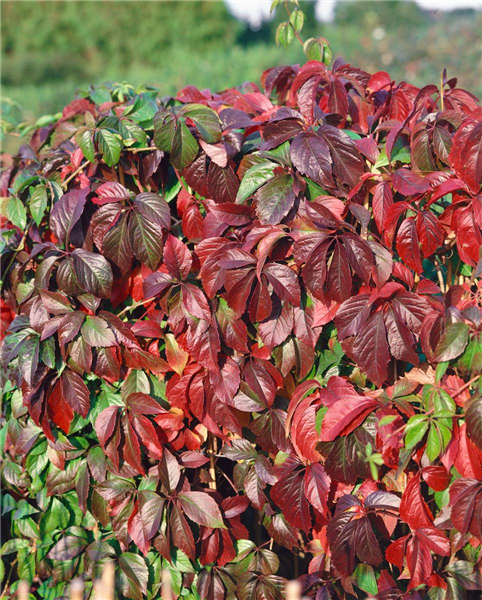 Parthenocissus quinquefolia var. engelmannii
