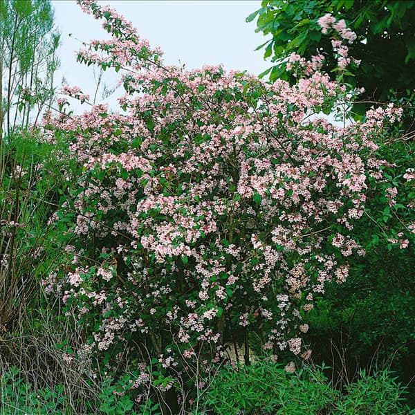 KOLKWITZIA AMABILIS PINK CLOUD