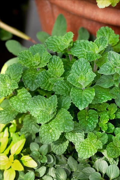 Mentha Code Drt 1
