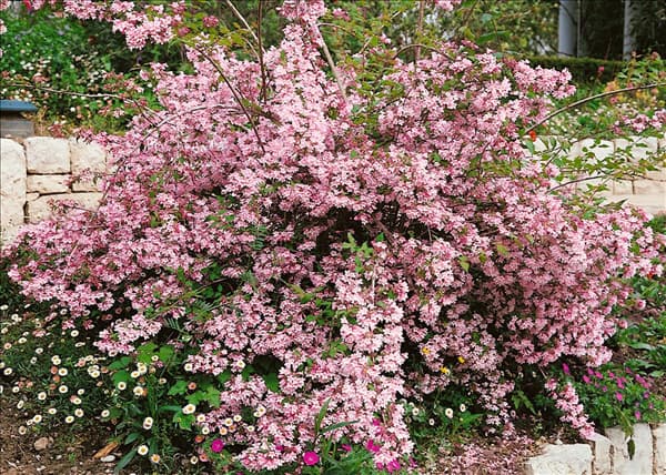 KOLKWITZIA AMABILIS PINK CLOUD