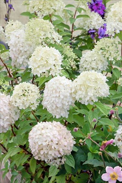 Hydrangea paniculata Limelight ®