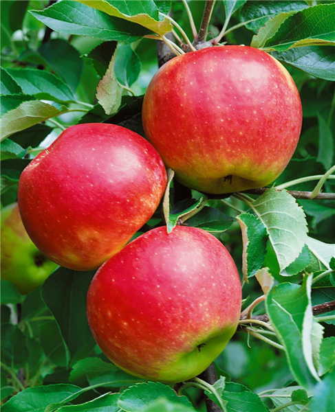 Malus domestica 'Gewürzluikenapfel'