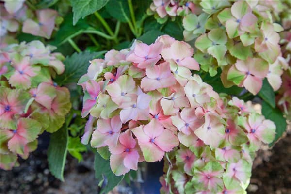 Hydrangea Magical Harmony