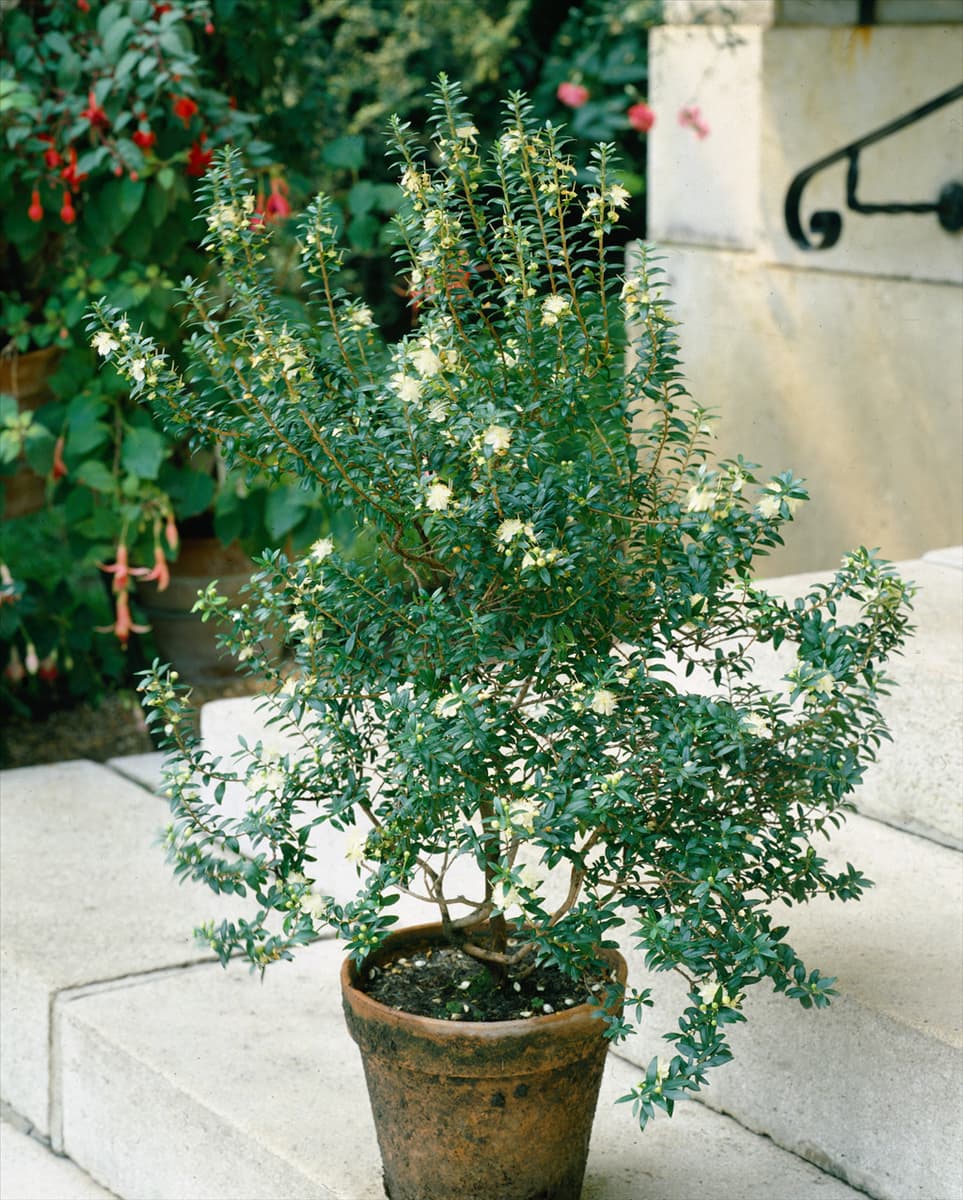 MYRTUS COMMUNIS