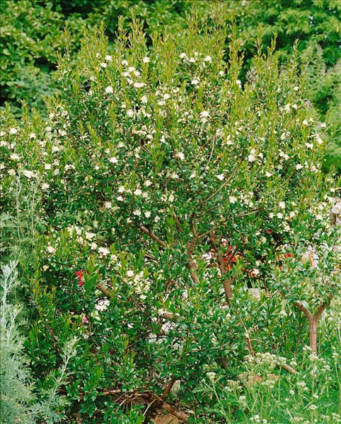 MYRTUS COMMUNIS