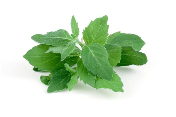 Mentha x piperita Grapefruit