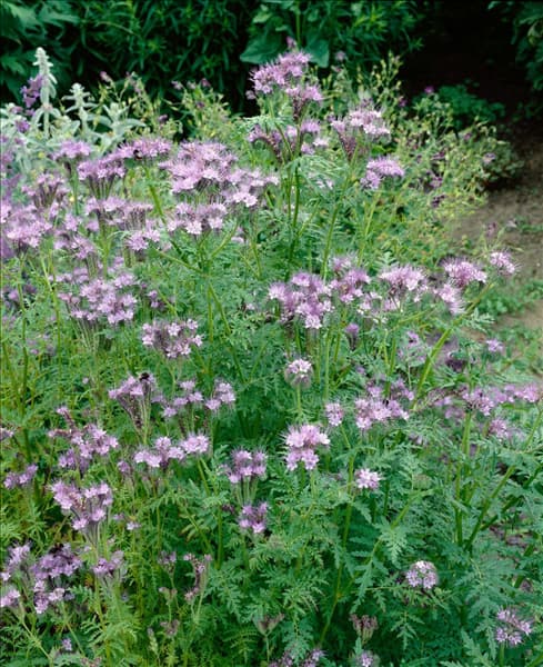 Phacelia tanacetifolia