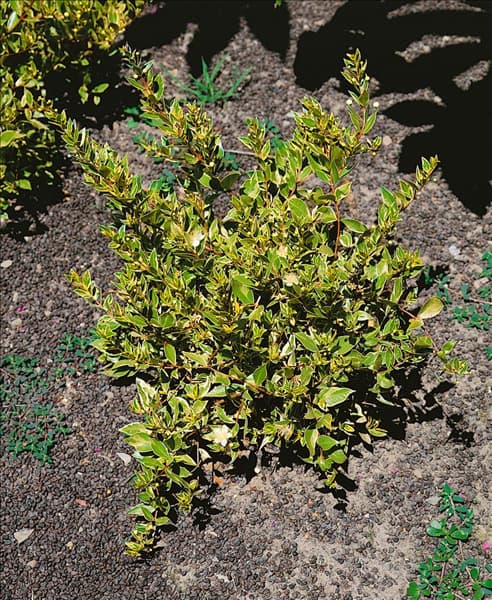 MYRTUS COMMUNIS VAR. MELANOCARPA