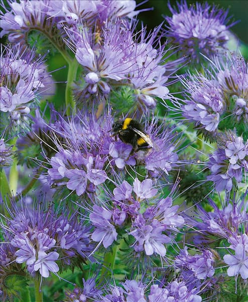 PHACELIA TANACETIFOLIA