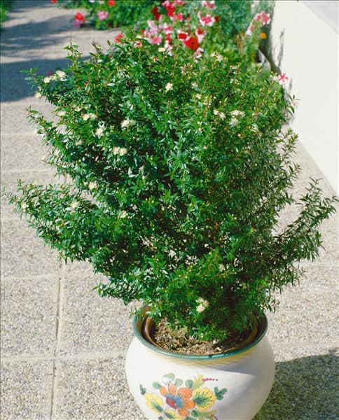 Myrtus communis
