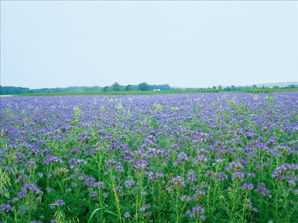 Phacelia tanacetifolia