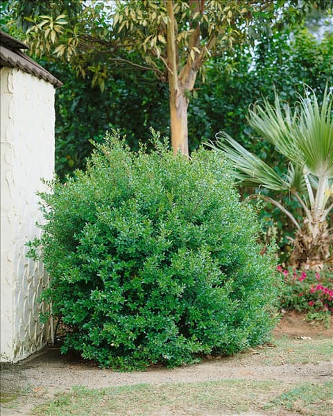 MYRTUS COMMUNIS