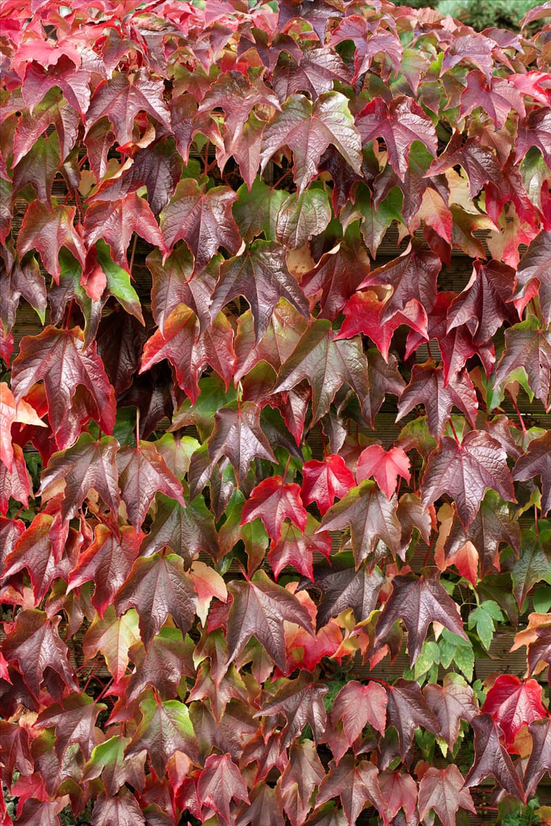 Parthenocissus tricuspidata Veitchii