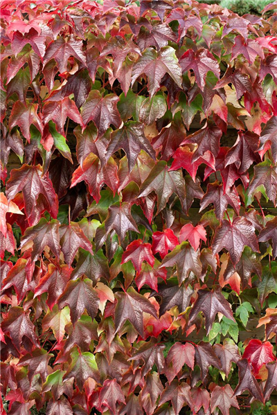 Parthenocissus tricuspidata