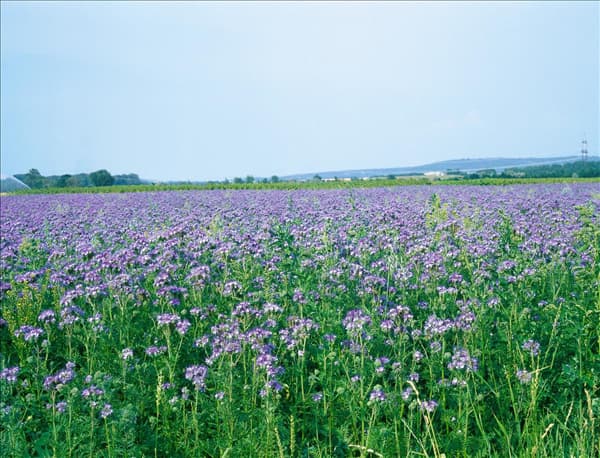 Phacelia tanacetifolia